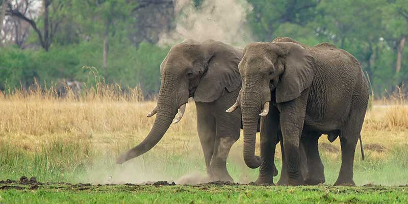 Zambezi National Park